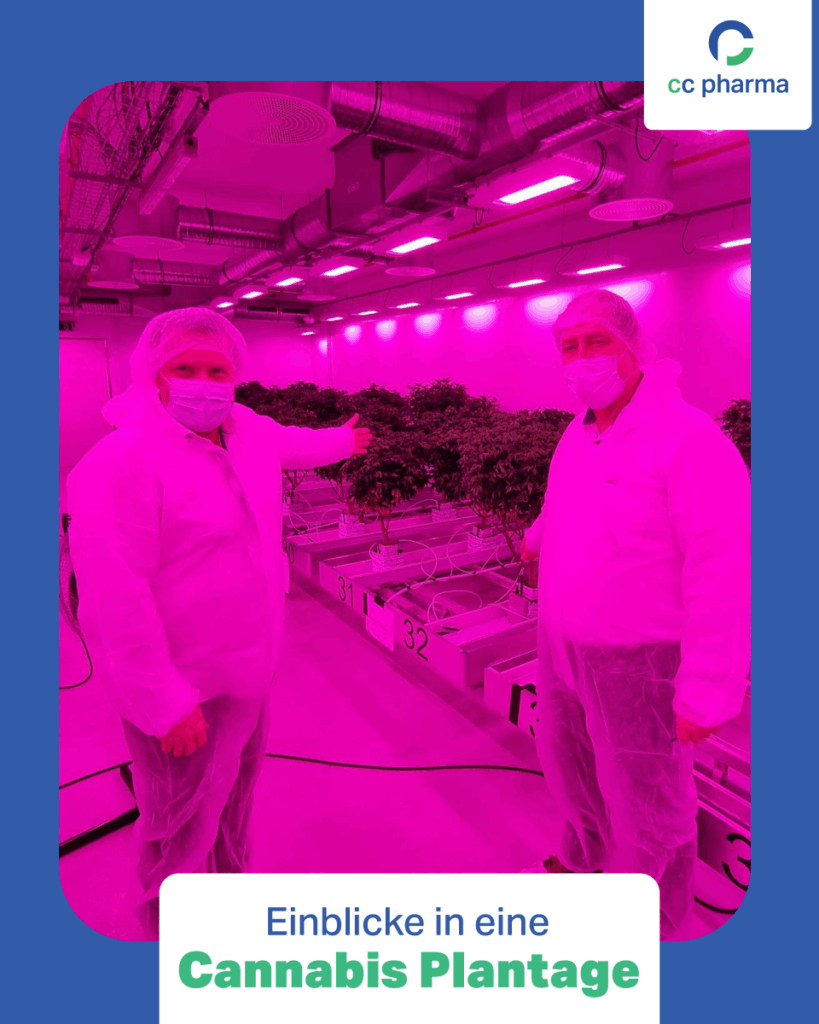 Unsere Geschäftsführung auf einer Cannabis-Plantage!